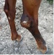 example of hock sores